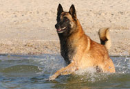 Собаки и море, сентябрь 2008 года
