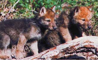 !!!!Если мать ушла на охоту, заботу о ее волчатах добровольно берут на себя «няньки» - пожилые волчицы или холостые самцы