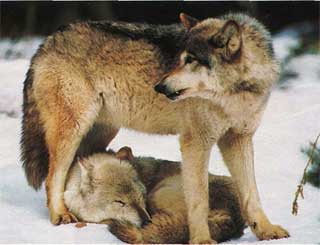 Правит волчьей стаей самый сильный, матерый самец. Он выбирает себе подругу, которая с этих пор всегда будет его спутницей 