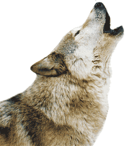 Волк: хищник-интеллектуал